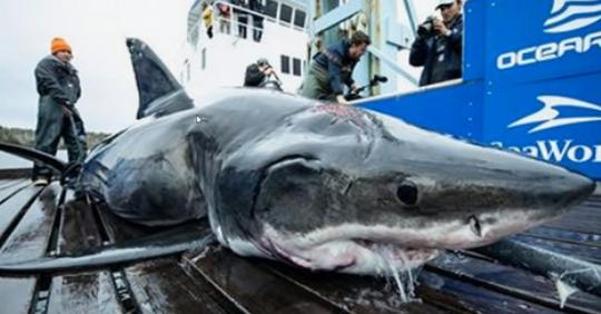 Forscher finden 3,6 Meter langen und 450 Kilogramm schweren Weißen Hai, der von einer noch größeren Kreatur gebissen wurde